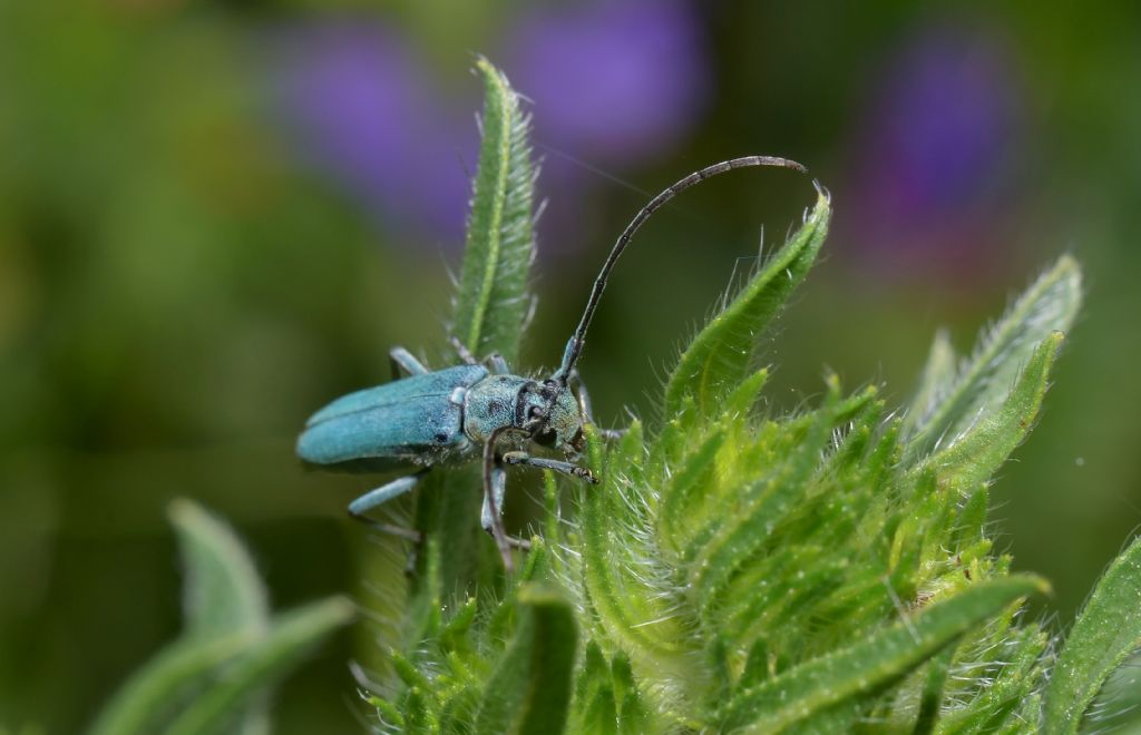 Opsilia coerulescens (Cerambycidae)
